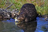 North American Beaver (Castor canadensis) building dam, Denali National Park, Alaska
