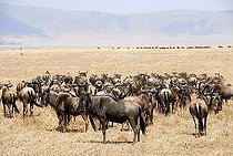 Herd of Blue Wildebeests (Connochaetes taurinus) in dry grassland Ngorongoro Crater Tanzania