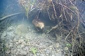 European beaver out of its hole under water Savoie France