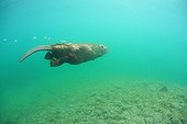 European beaver swimming underwater in Savoie France