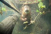 European beaver out of its hole under water Savoie France