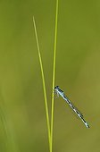 Male southern damselfly on a grass in the evening Allier 