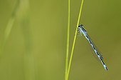 Male southern damselfly on a grass in the evening Allier 