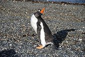 Gentoo Penguin (Pygoscelis papua), Tierra del Fuego National Park, Ushuaia, Argentina, South America