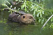 American Beaver (Castor canadensis) eating willow leaves, Alaska, USA, North America