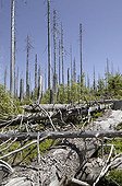 Conifer forest, dead spruces infested by bark beetles on Mt Lusen in the Bavarian Forest National Park near Spiegelau, Bavaria, Germany, Europe