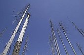Conifer forest, dead spruces infested by bark beetles on Mt Lusen in the Bavarian Forest National Park near Spiegelau, Bavaria, Germany, Europe
