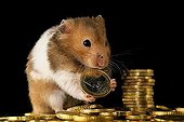 Golden hamster with euros