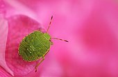 Young green shield bug on an hydrangea flower France