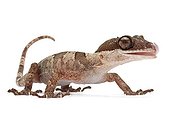 Giant bent-toed gecko in studio ; Origine : New Guinea