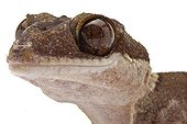 Portrait of a Giant bent-toed gecko in studio ; Origine : New Guinea