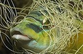 Peacock Wrasse trapped in Fishing Net, Piran, Adriatic Sea, Slovenia