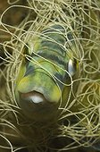 Peacock Wrasse trapped in Fishing Net, Piran, Adriatic Sea, Slovenia