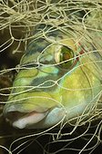 Peacock Wrasse trapped in Fishing Net, Piran, Adriatic Sea, Slovenia