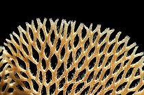 Close-up of Neptune Bryozoan Net Coral, Piran, Adriatic Sea, Slovenia