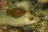 Isopod Parasit on Wrasse, Piran, Adriatic Sea, Slovenia