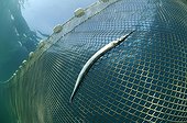 Garfish died in Fishing Net, Piran, Adriatic Sea, Slovenia