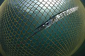 Garfish died in Fishing Net, Piran, Adriatic Sea, Slovenia