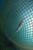Garfish died in Fishing Net, Piran, Adriatic Sea, Slovenia