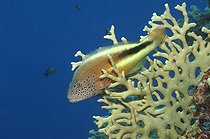Blackside Hawkfish, Marsa Alam, Red Sea, Egypt