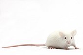 White mouse to feed the NACs