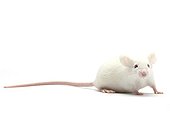 Common house mouse to feed the NACs