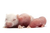 Baby of Common house mouse bred to feed the NACs 
