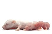 Baby of Common house mouse bred to feed the NACs 