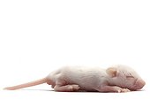 Baby of Common house mouse bred to feed the NACs 