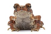Bony-headed Toad in studio ; Origin : Indochina