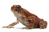 Bony-headed Toad in studio ; Origin : Indochina