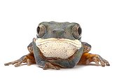 Portrait of a Orange-legged monkey frog in studio ; Origin: Pantanal