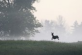 Roe Deer jumping in a meadow at dawn Vosges France 