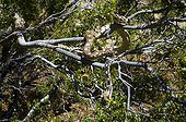 Great basin Gopher Snake on Creosote North of Joshua tree NP