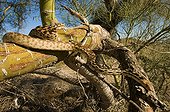 Great basin Gopher Snake on Creosote North of Joshua tree NP