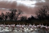 Colony of Flamingos in the Camargue