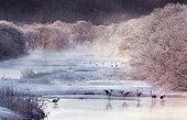 Red crowned cranes in frozen landscape Hokkaido Japan 