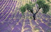 Tree in a field of lavender in bloom in Provence
