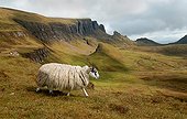 Scottish Blackface sheep on the Isle of Skye Scotland 