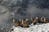 Vultures on a snowy cliff