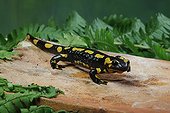 Salamandre tachetée aux aguets