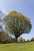 Caucasian elm in a garden