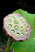 Sacred lotus in fruit in a garden