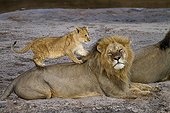Lion cub playing with a Lion Sand River Masai Mara Kenya