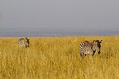 Grant's zebras walking in the savannah Masai Mara Kenya