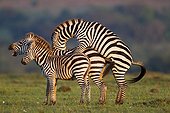 Grant's zebras mating Masai Mara Kenya