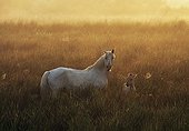 Camargue Mare and foal at sunrise in the Camargue