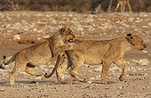 Lion cubs playing near a waterhole in Namibia 