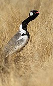 Black-bellied Bustard male ready to fight another male