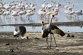 East African Crowned Cranes and Lesser Flamingo Lake Bogoria